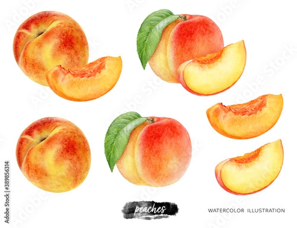 Fototapeta Peach fruit set whole and slice watercolor illustration isolated on white background