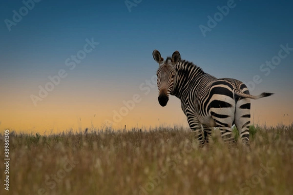 Obraz zebra in the wild