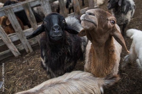 Fototapeta goats and sheep are on the farm outside in the paddock