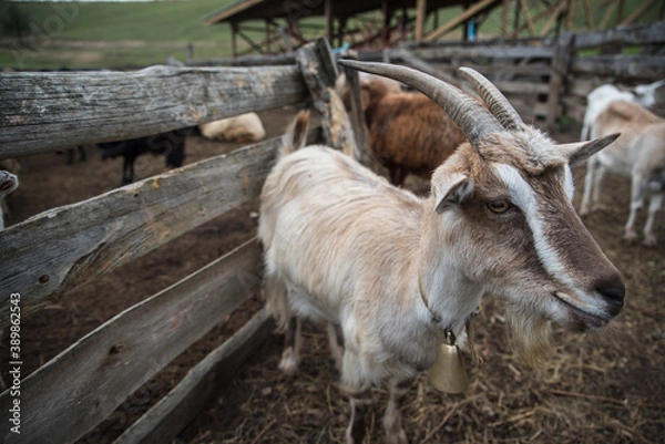 Fototapeta goats and sheep are on the farm outside in the paddock