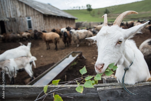 Fototapeta goats and sheep are on the farm outside in the paddock