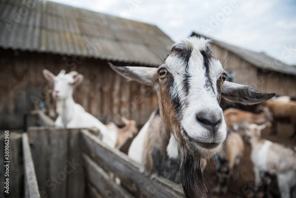 Fototapeta goats and sheep are on the farm outside in the paddock