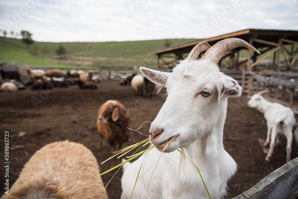 Fototapeta goats and sheep are on the farm outside in the paddock