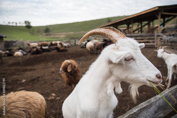 Fototapeta goats and sheep are on the farm outside in the paddock