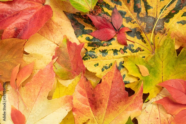 Obraz Buntes Herbstlaub 