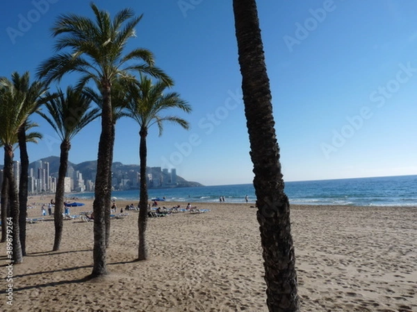 Fototapeta palm trees on the beach