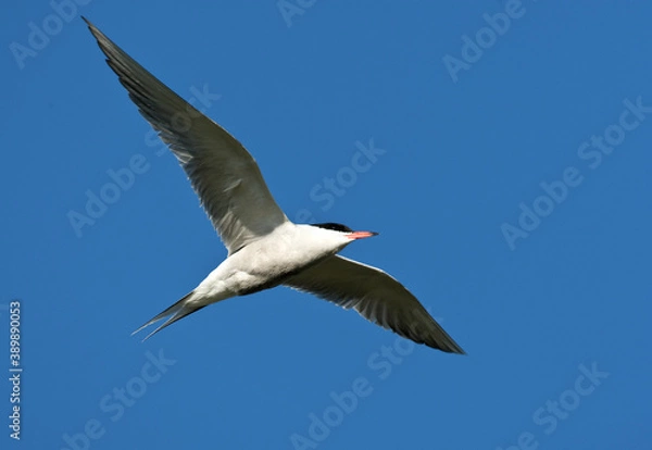 Fototapeta Common Tern, Sterna hirundo
