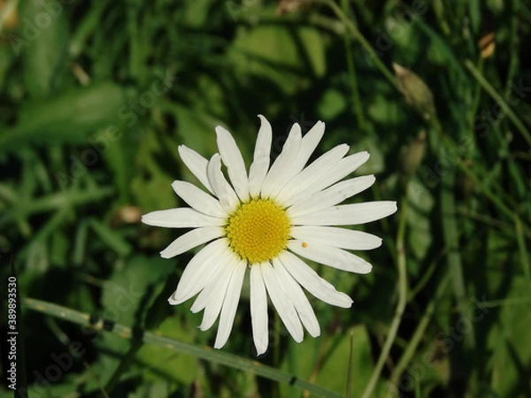 Obraz chamomile flower in the grass