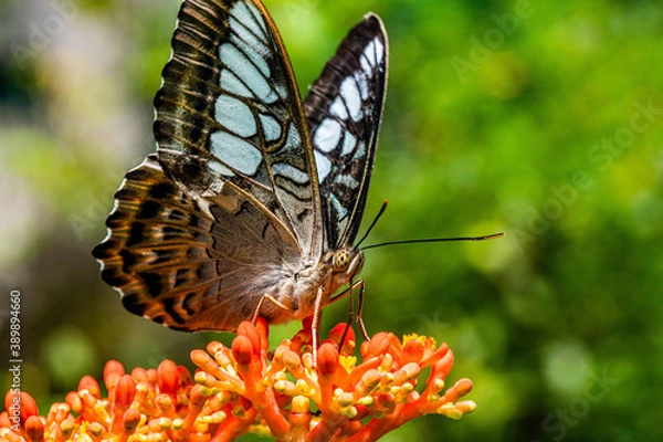 Obraz butterfly on a flower