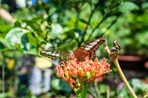 Obraz butterfly on flower