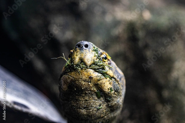 Obraz a turtle head closeup