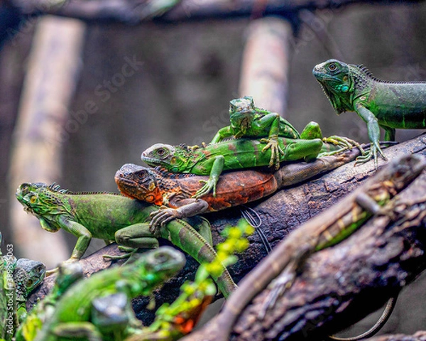 Obraz green lizard in the sun