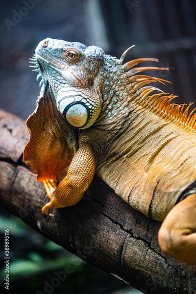 Obraz iguana on a tree