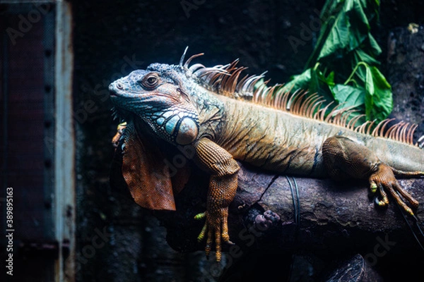 Obraz iguana on the tree