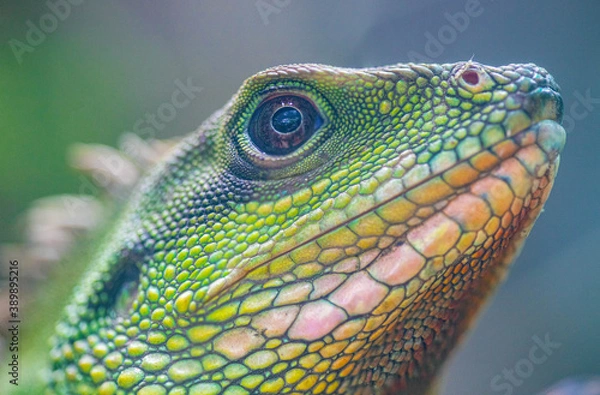 Obraz green lizard on a branch