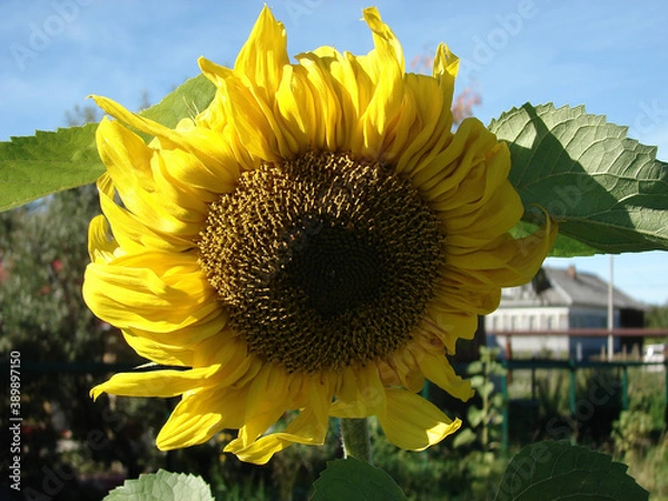 Obraz large sunflower flower close up