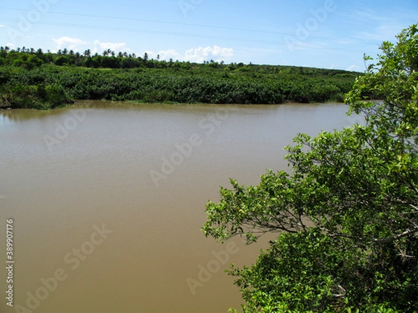 Fototapeta the river in the forest