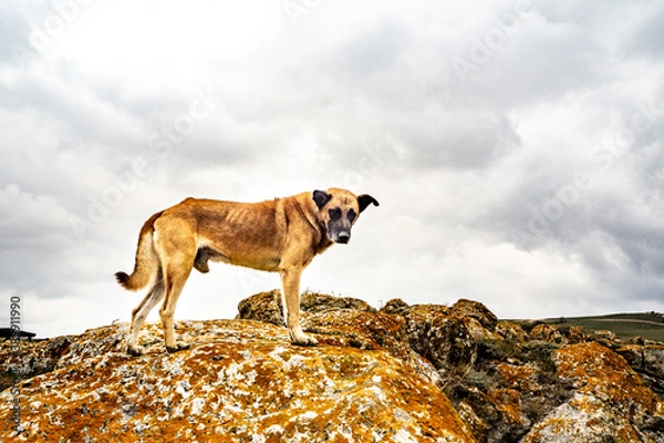Obraz Red stray dogs on rocks. Loneliness. Longing, hopelessness, hunger, sadness