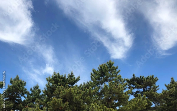 Fototapeta Clouds in the forest