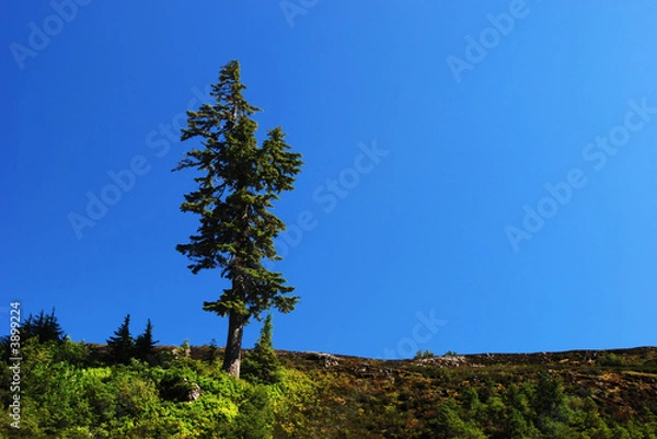 Fototapeta jodła daglezja na górze, mt. park piekarzy