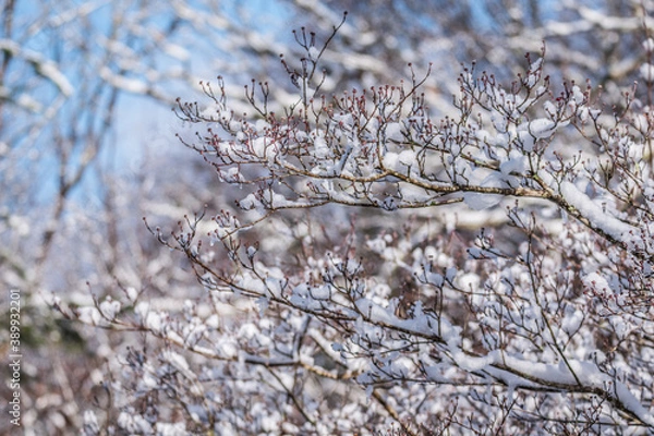 Obraz Snow on dogwood tree branches