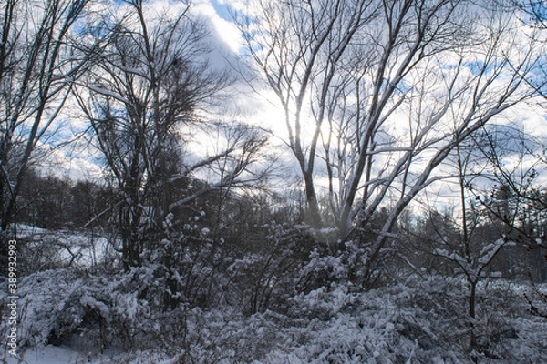 Obraz snowy landscape
