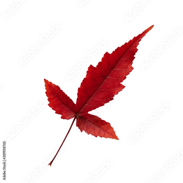 Obraz Autumn red leaf beautiful isolated white background.