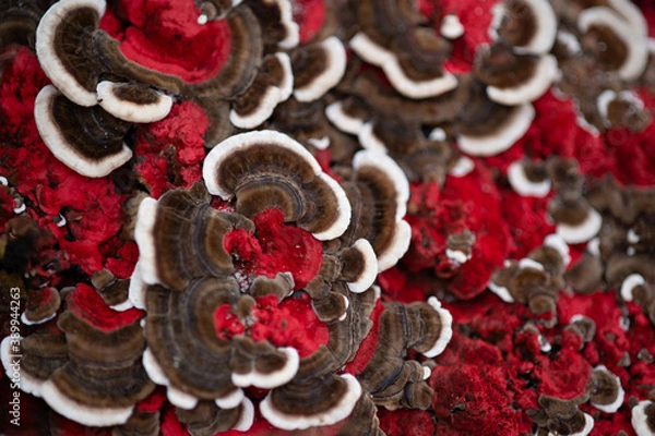 Fototapeta Außergewöhnlicher Pilzwuchs