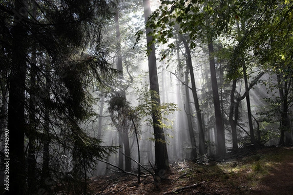 Obraz Märchenwald im Nebel