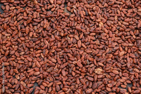 Obraz Rohkakao getrocknet