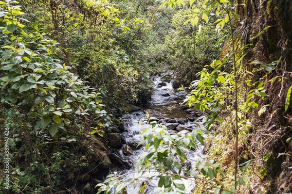 Obraz Fluss durch den Regenwald