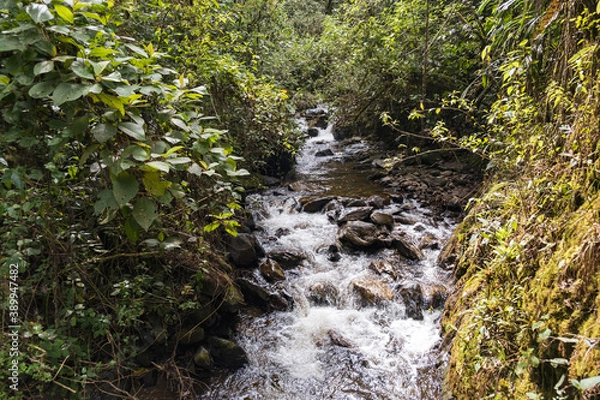 Obraz Fluss im Regenwald