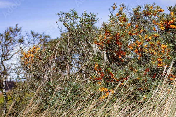 Obraz Sanddornstrauch im Dünengras