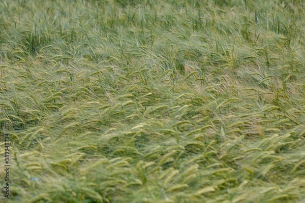 Obraz Gerste im Feld