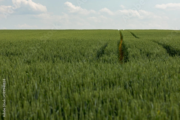 Obraz Gerstenfeld im Sommer