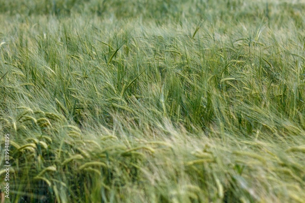 Obraz Gerstenfeld im Wind