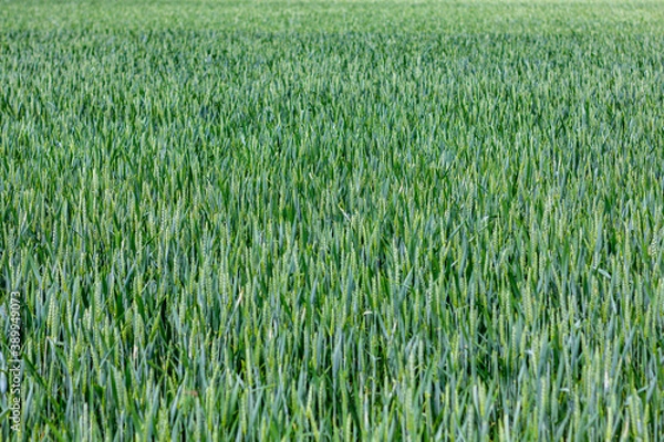 Obraz Weizenfeld im Frühling