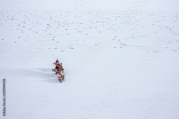 Obraz Zweig mit Blättern im Schnee
