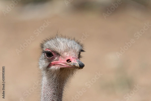 Fototapeta portrait of an ostrich in the field