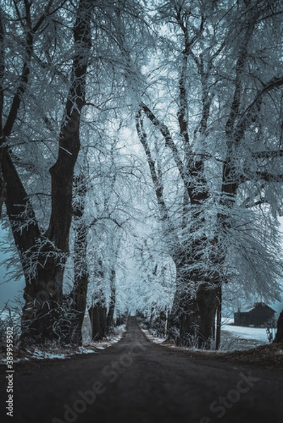 Obraz white and frosty winter trees