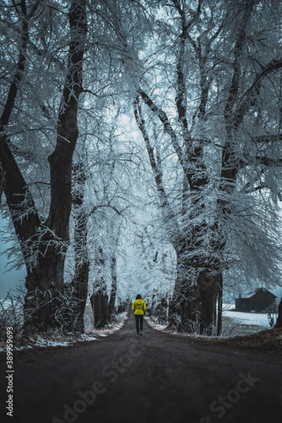 Obraz white and frosty winter trees