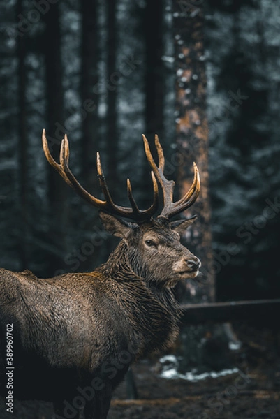 Obraz A deer in the forest