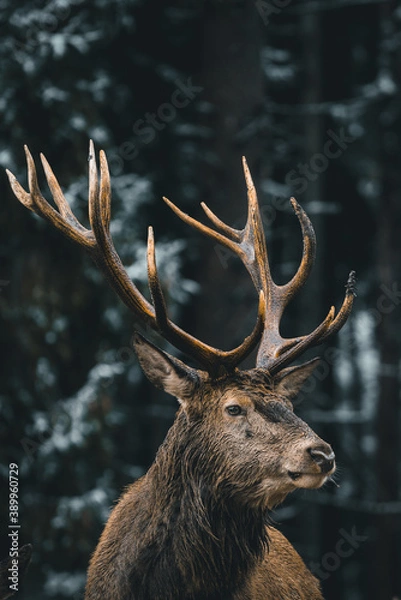 Obraz A deer in the forest