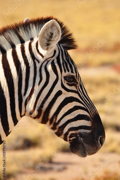 Obraz Zebrakopf in Namibia