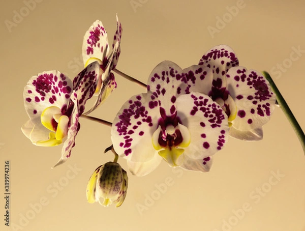 Obraz White orchids with purple dots