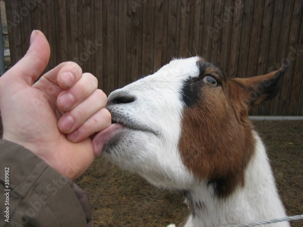 Obraz handzahme ziege
