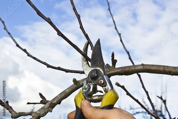 Fototapeta Tree Pruning