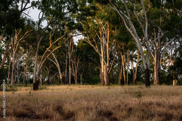 Obraz Setting sun washes across the bush landscape