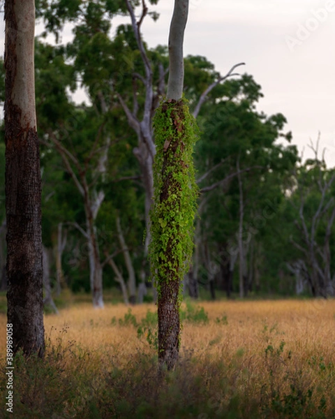 Obraz Eucalyptus tree trunk with vine growing on it