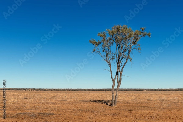Obraz Drought landscape in Outback Queensland